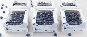 blueberry packaging boxes